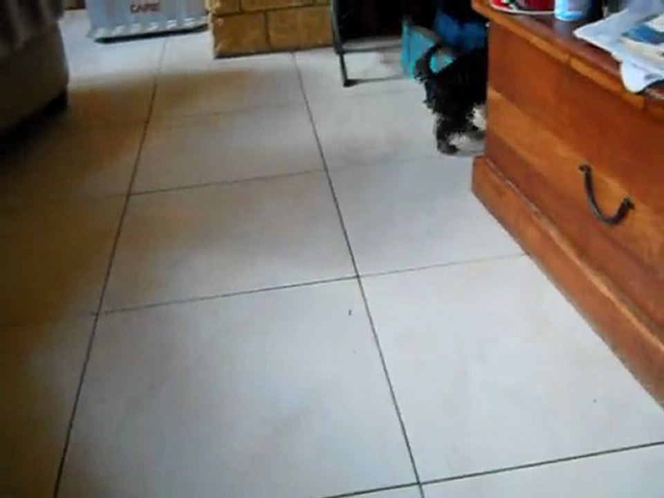 fin d'une peluche
