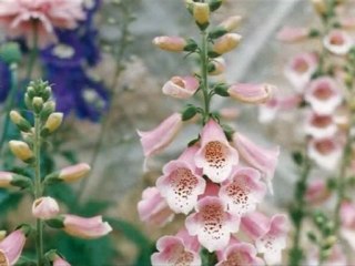 MICHEL La Couleur des Fleurs Picking