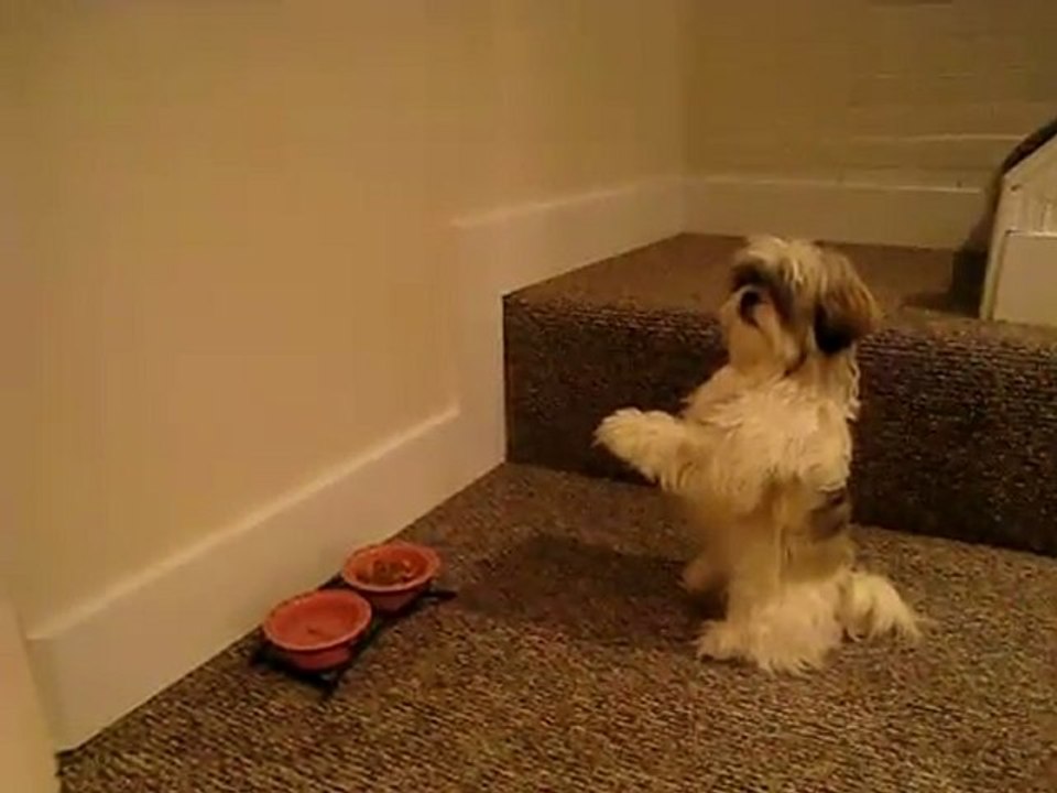 un chien prie avant de manger