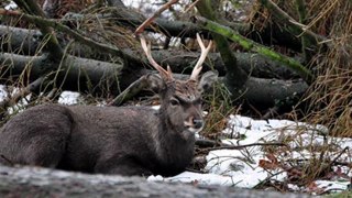 Wildgehege Hellenthal im Schnee