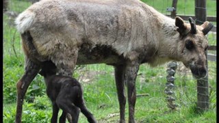 Tiere im Wildgehege Hellenthal