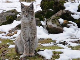 Luchs im Wildgehege Hellenthal