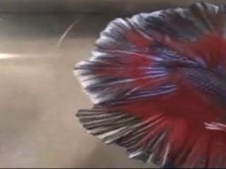 Show Betta QD x PK avril 2011