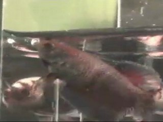 Shows Betta, QDPK + OBA avril 2011