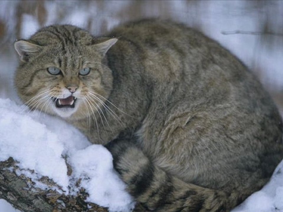 Chat forestier - son 1