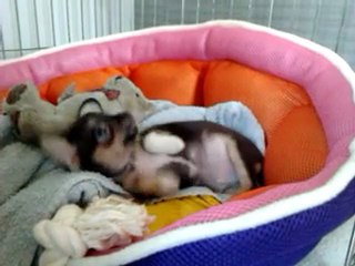 Mozart 2de dag thuis