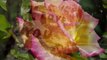 Leann Rimes - The Rose