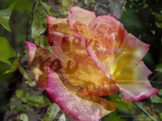 Leann Rimes - The Rose