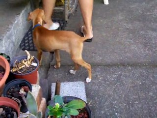 Le petit chien perdu après l'orage