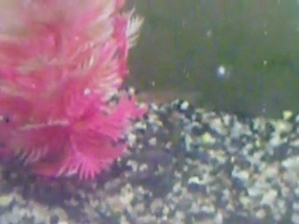 nos premiers bébés poissons rouges ^^