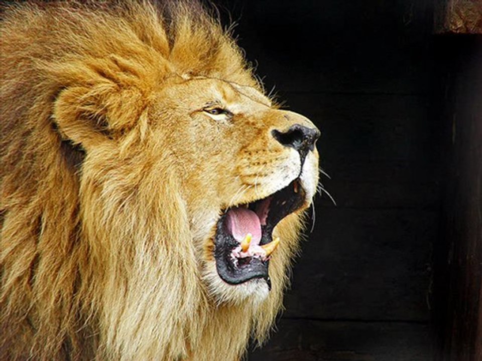 Lion - son 1