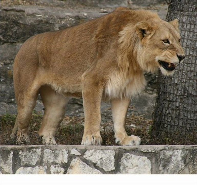Lion - son 2