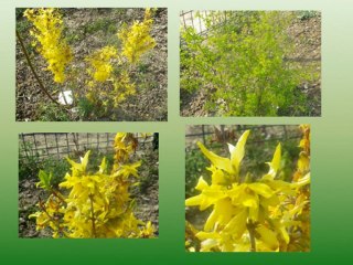 club nature avril 2011