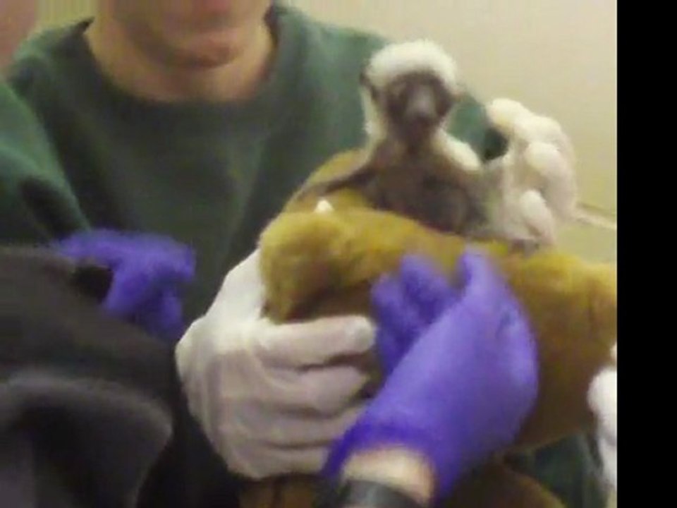 Sifaka Baby - Maryland Zoo in Baltimore