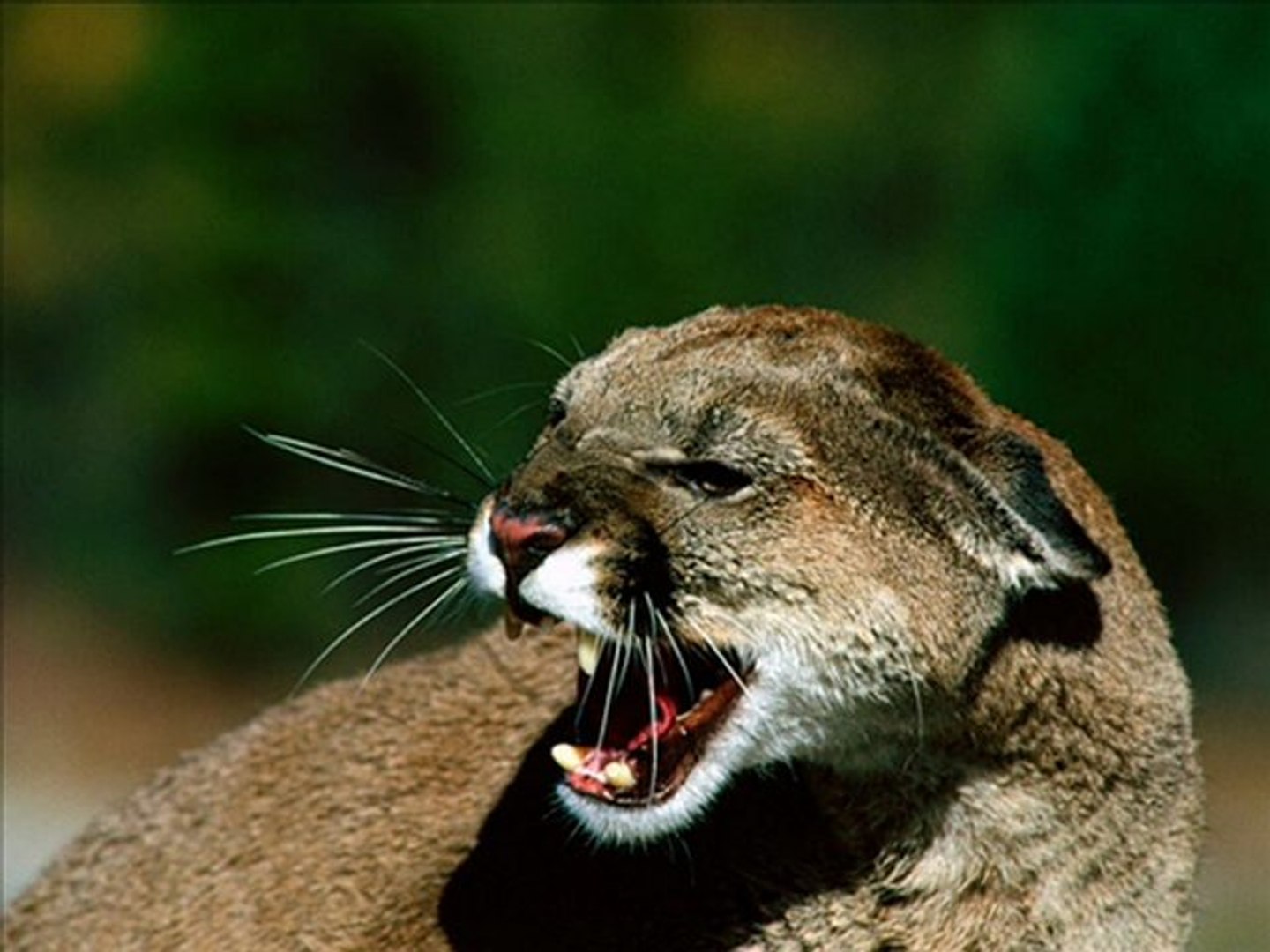 le cri du puma le cri du puma