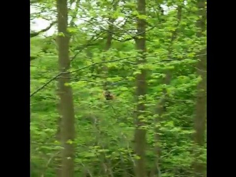 helico rc birotor MHD