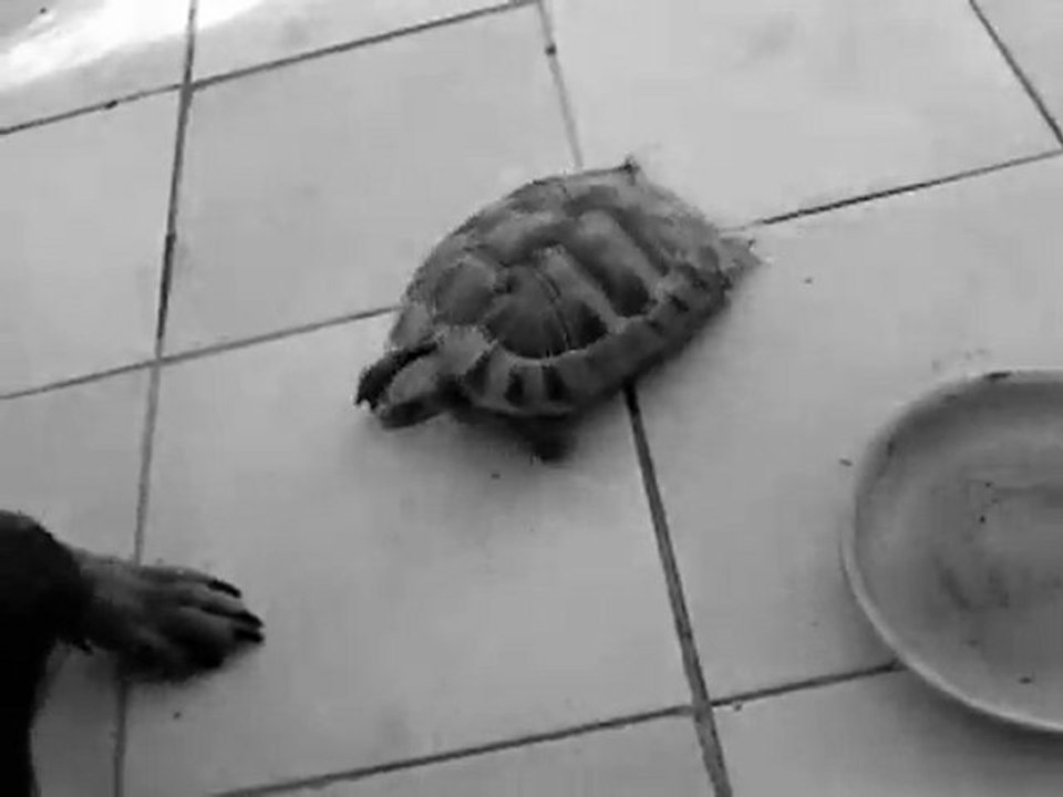 TORTUE NINJA