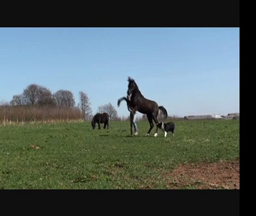 Azira (avril 2011)