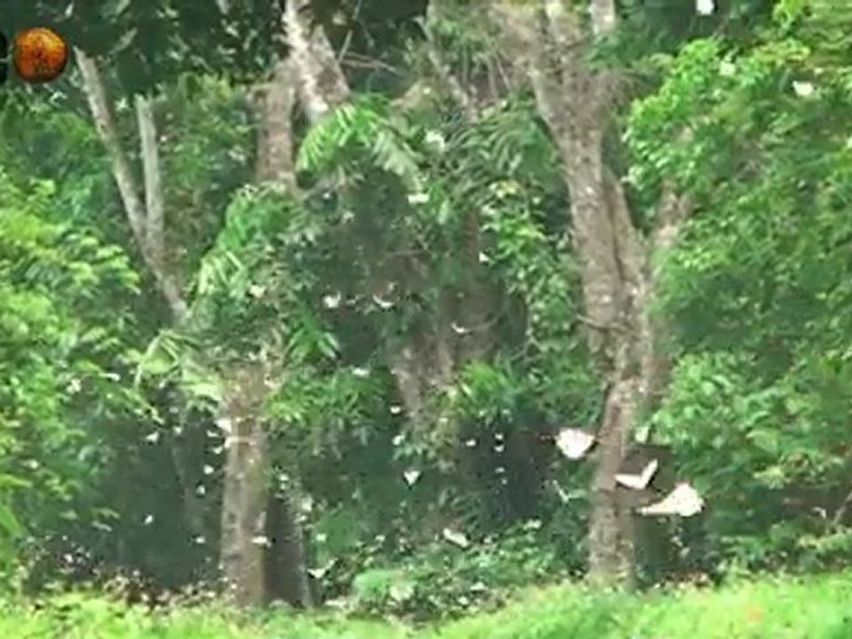 Weisswangen Schopf-Gibbons und Delacour- Schwarzlanguren aus Vietnam