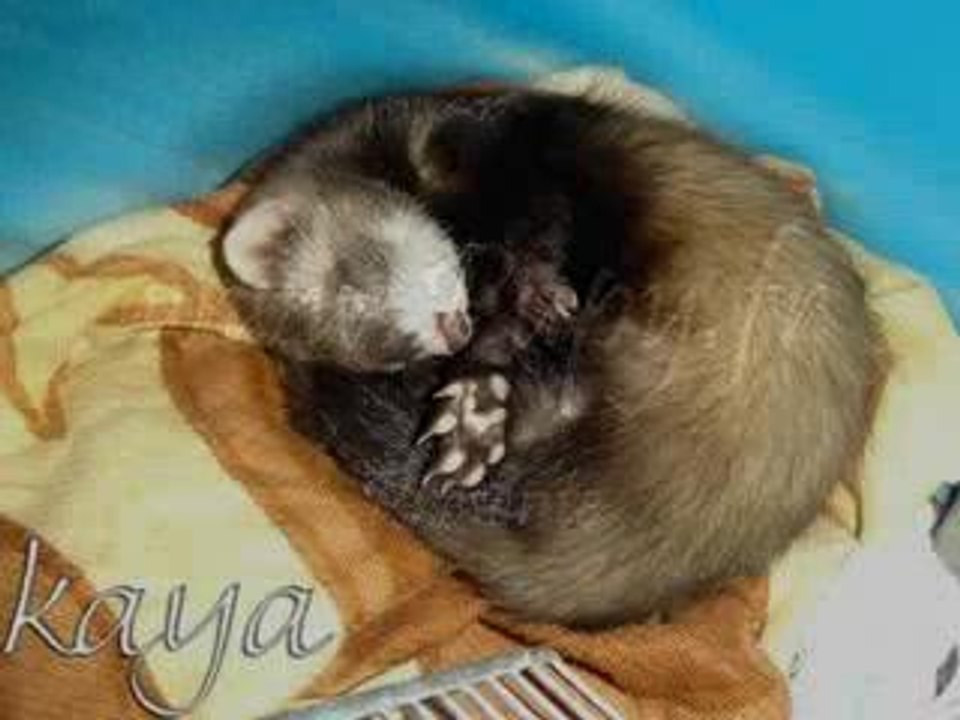kaya