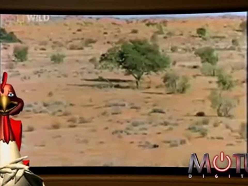 Webb on the Web #5 - The Honey Badger, Ke$ha Sucks