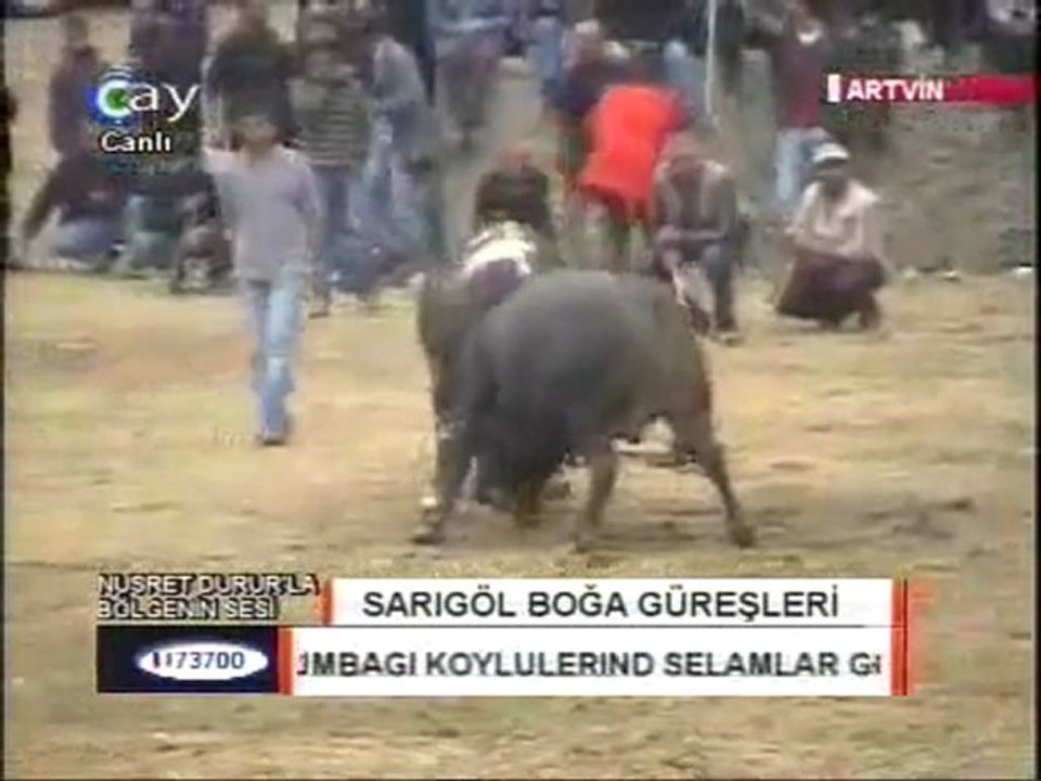 Sarıgöl Boğa Güreşleri 2011-www.artvinliyiz.net