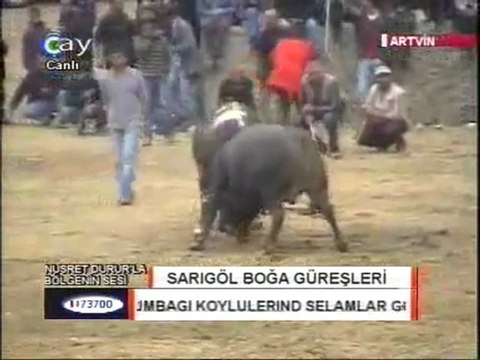 Sarıgöl Boğa Güreşleri 2011- artvinliyiz.net