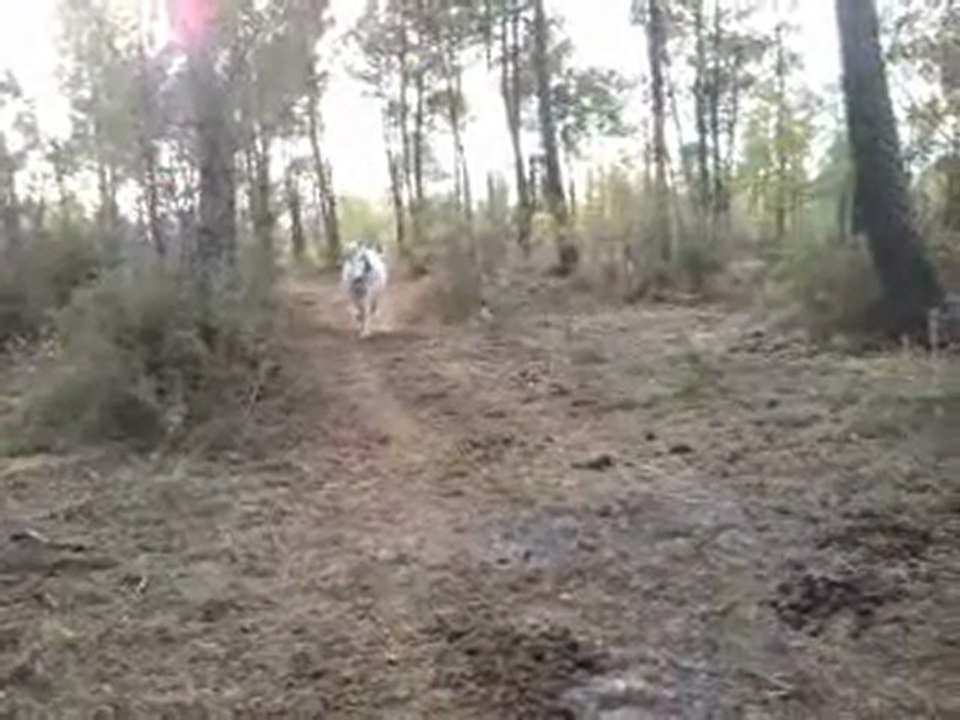 zorro est arrivé