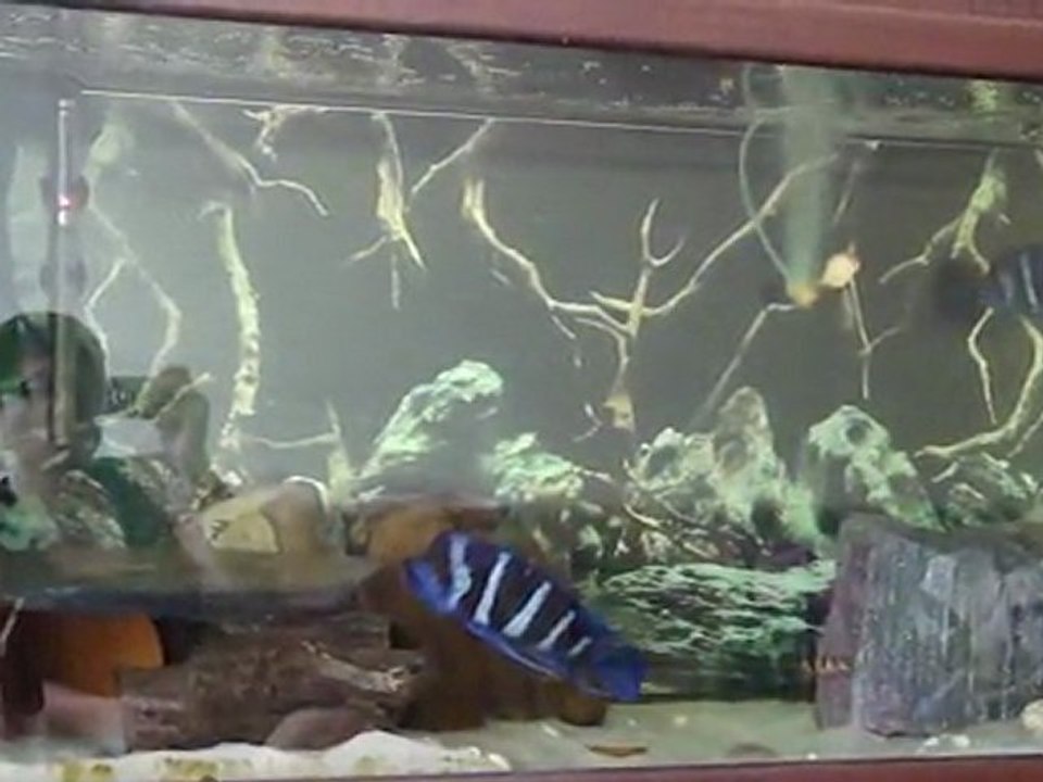 Blue Zaire Moba-Disi neden boyle yuzyor?