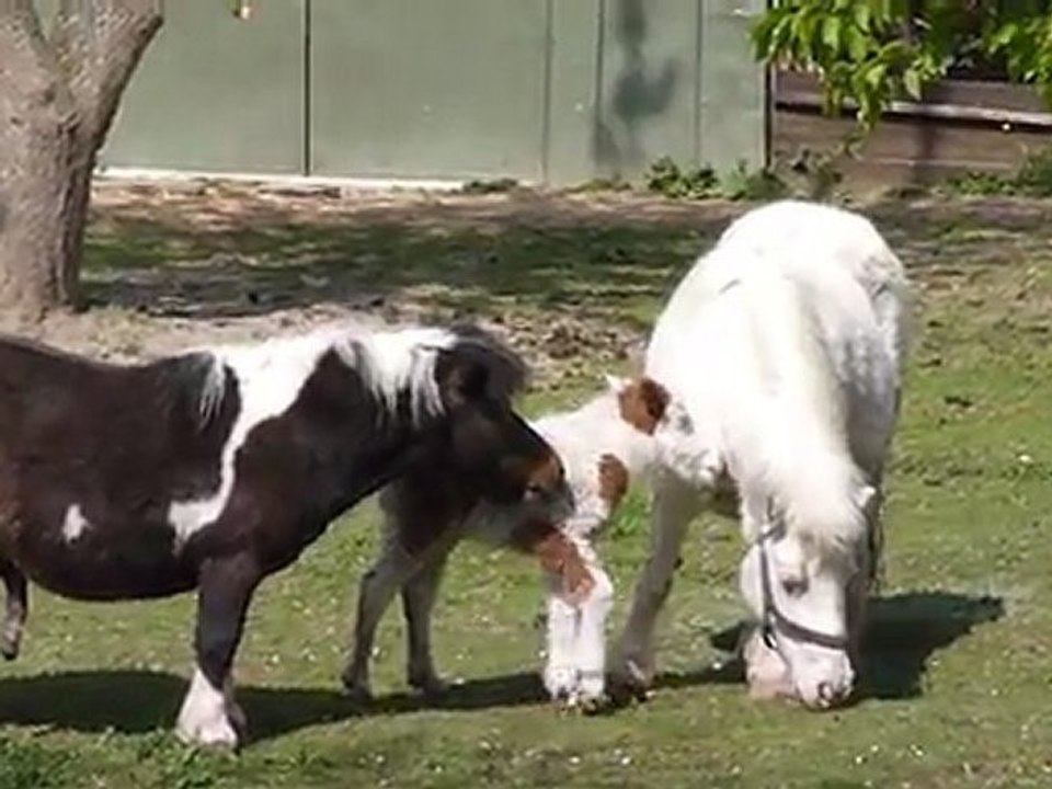 Nachwuchs in der Nachbarschaft