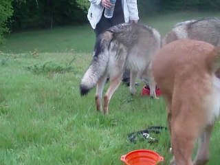 balade avec des chiens loup