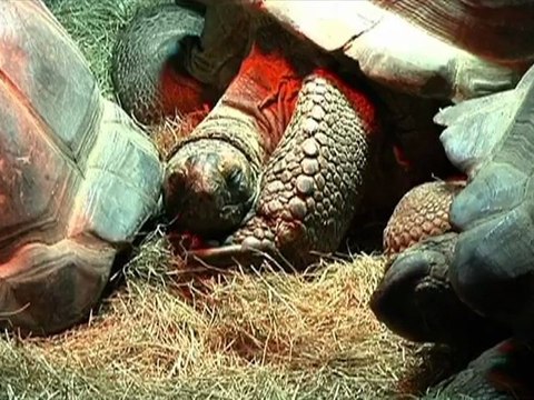 Les plus beaux reptiles d'Europe à Troyes