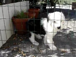 GIV ME LOVE DES EBOURIFFES DU MISTRAL