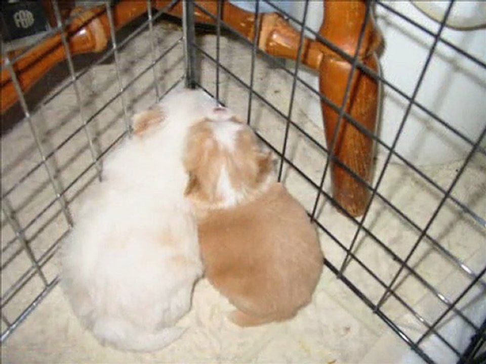 Fluffy Bundles