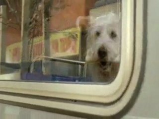 Clever Dog in movie
