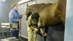 Equine Vet Ireland, Laminitis in Horses, Colic in Horses