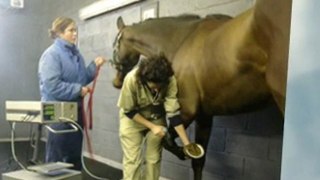 Equine Vet Ireland, Laminitis in Horses, Colic in Horses