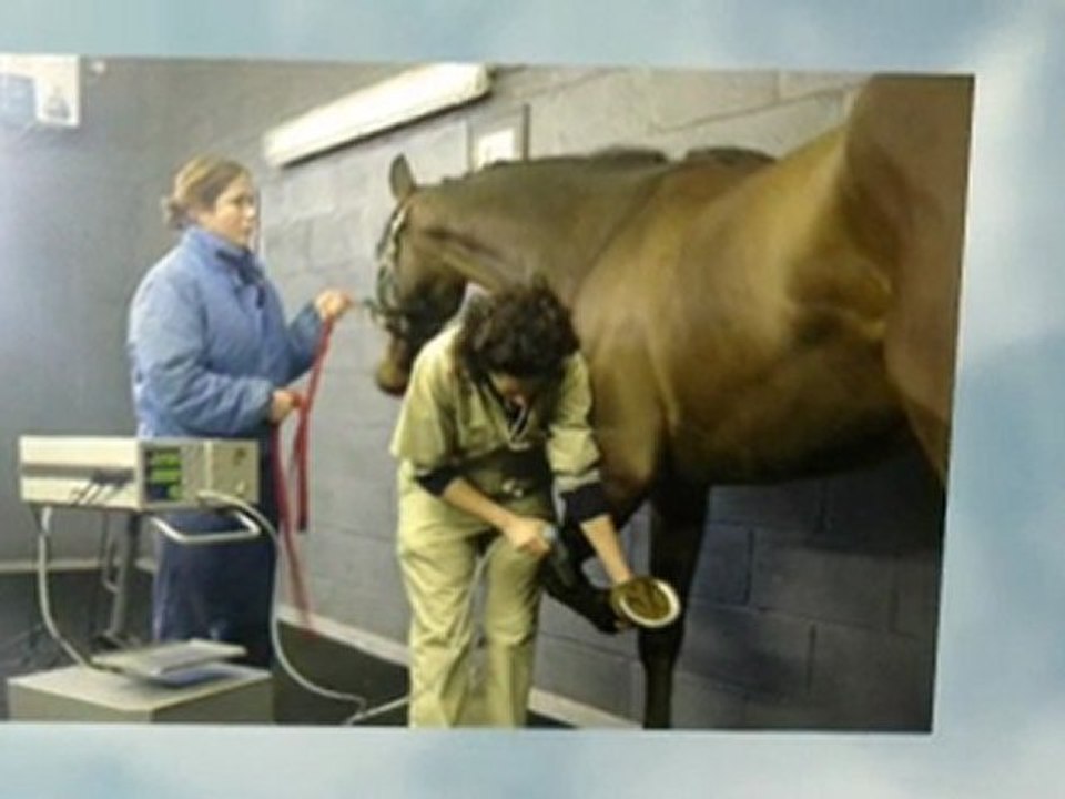 Equine Vet Ireland, Laminitis in Horses, Colic in Horses