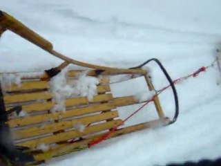 Chiens de traineaux2