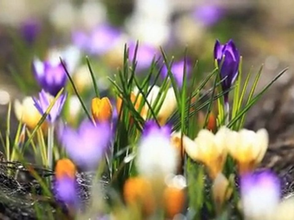 Весна пришла, первые весенние цветы крокусы и подснежники