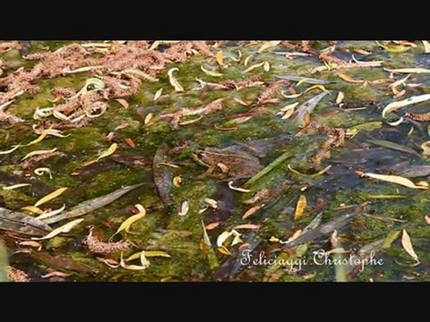 Grenouille de perezi du canton de la chartre sur le loir