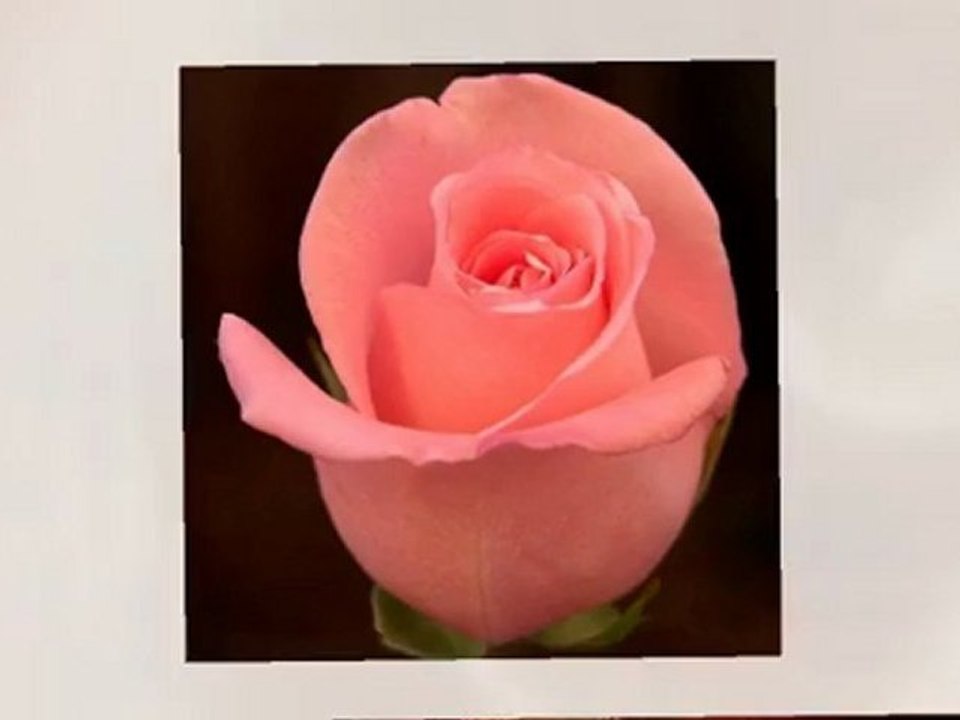 hafız hoca,bir kızıl goncaya benzer dudağın