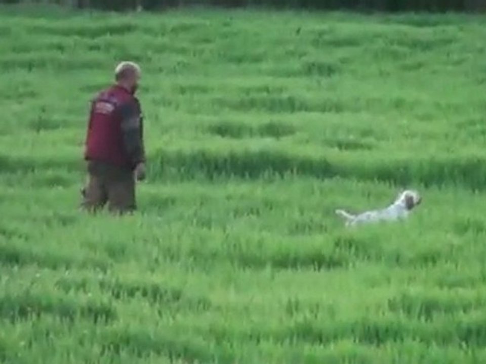 Saşa setter www.avyaban.com - ergo