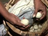 HOW TO EAT BALUT, ( FERTILIZED DUCK EGG) PHILIPPINES