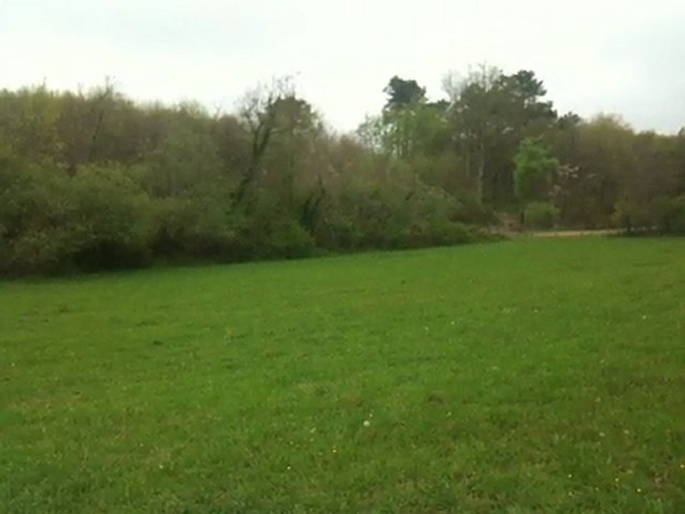 entrainement de la meute