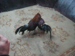 pelea de carucho gallo del mani