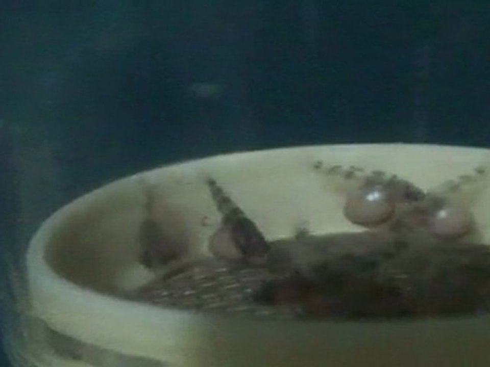 FRONTOSA BLUE ZAİRE KAPAMPA YUMURTALARI 14.04.2011   SAAT:15.00