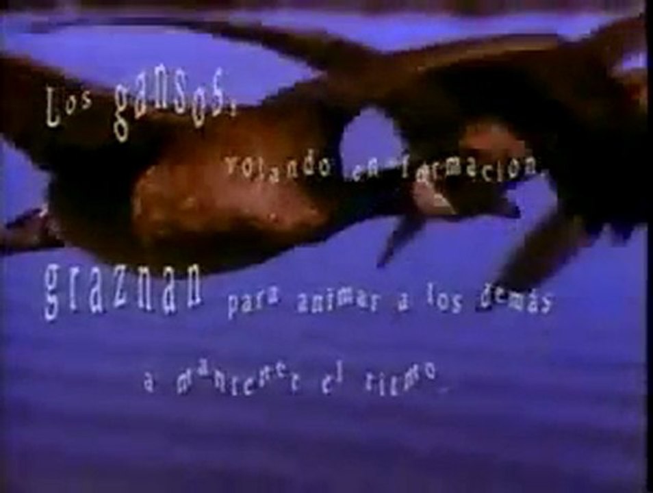 Aprendamos De Los Gansos