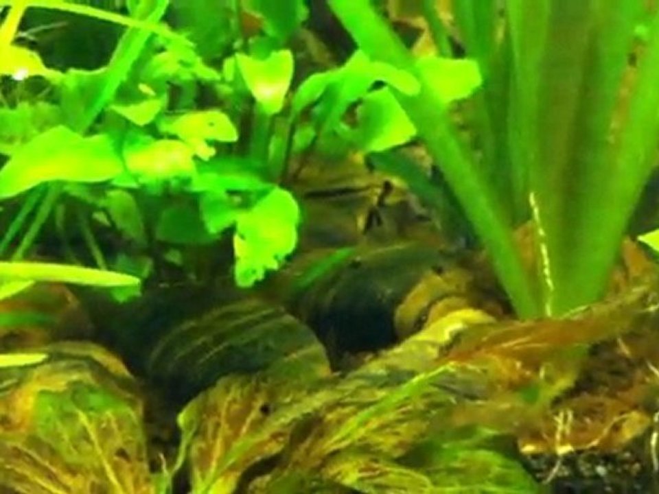 Bebes apistogramma au sixème jour de nage libre