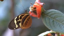 l'envol des papillons, butterflies, mariposas, schmetterlinge, farfalle